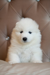 cute samoyed puppy  sit on bed and look in cam