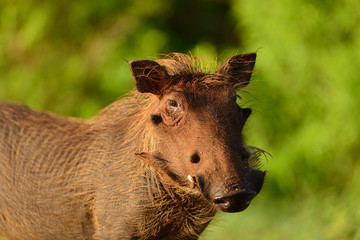 Warthog, wild pig, wild boar in the wilderness of Africa