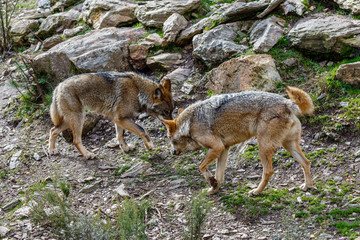 Comportamiento jerárquico de dos lobos ibéricos. Canis lupus signatus. Sanabria, Zamora, España.