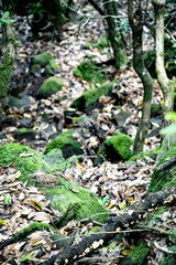 green moss on the tree