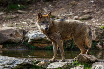 Lobo ibérico al borde de una charca. Canis lupus signatus. Sanabria, Zamora, España.