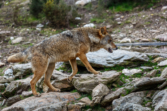 Vista lateral de un lobo ibérico. Canis lupus signatus. Sanabria, Zamora, España.