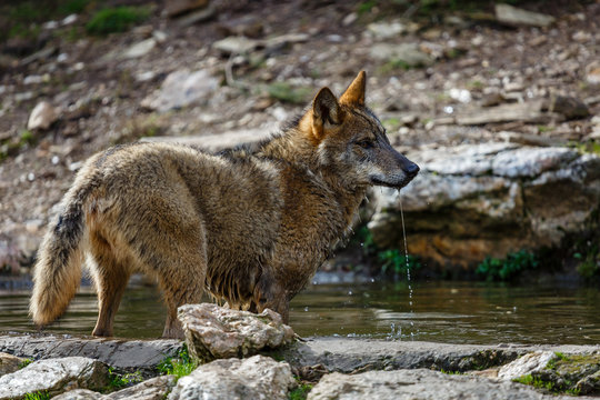 Lobo ibérico en el agua. Canis lupus signatus. Sanabria, Zamora, España.