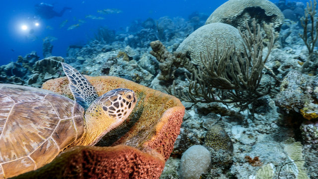 Green Sea Turtle rest in sponge in turquoise water of coral reef - Caribbean Sea / Curacao