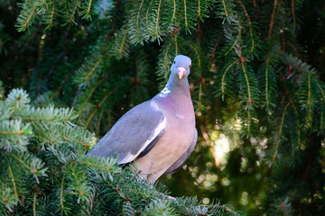 Ringeltaube (Columba palumbus) auf einer Fichte
