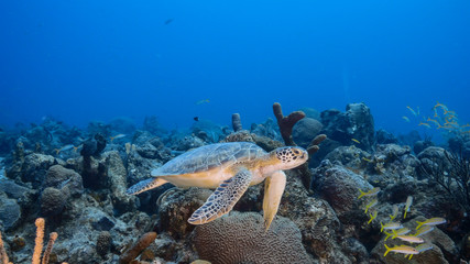 Green Sea Turtle swim in turquoise water of coral reef - Caribbean Sea / Curacao