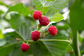 red ripe fresh and juicy raspberry branches