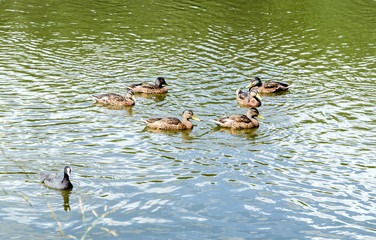 ducks and marsh hens in nature