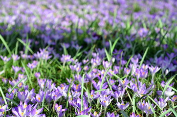 Fototapeta premium Violette Krokusblüten
