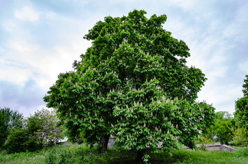 Obraz premium chestnut tree with white inflorescences in the park