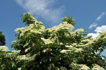 In nature blossoms elder.