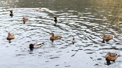 wild ducks, mandarin duck floating in a pond on a cloudy day