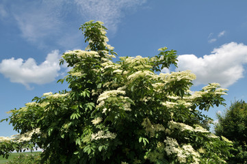 In nature blossoms elder.