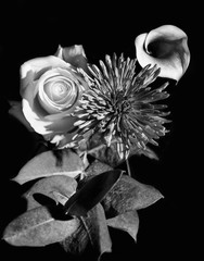 Trio of Flowers on black background