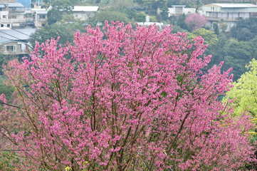 spring cherry blossom season at  Yangmingshan National Park ,taipei taiwan