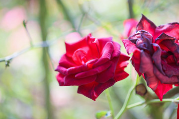 Fototapeta na wymiar Beautiful red roses flower in the garden