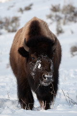 Yellowstone Bison in Winter