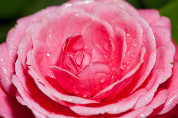 Water droplets on the petals, red camellia in the rain