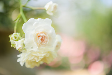 Fototapeta na wymiar Beautiful white roses flower in the garden