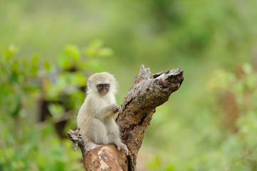 Vervet monkey baby, baby monkey in the wilderness of Africa