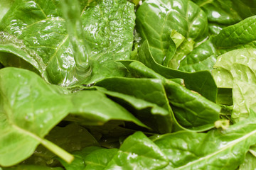 Fresh spinach, organic spinach washed with water, a source of nutrition and vitamins for a healthy diet