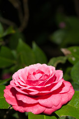 Water droplets on the petals, red camellia in the rain