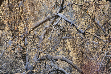 Tsaritsyno park in Moscow after icy rain. Russia