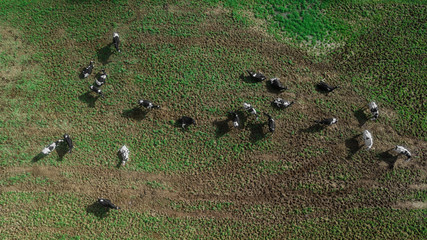 Aerial drone view of cows resting and eating on green meadow in Sao Miguel island, Azores, Portugal