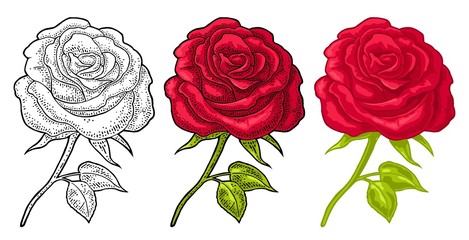 Rose flower with leaf. Color engraving vintage illustration on white