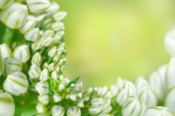 white garlic flower in garden on blurred background close-up