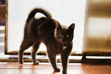 Beautiful and big Russian blue cat standing by the door in a seductive way, enjoying sunshine and...