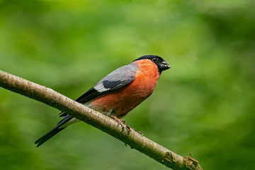 The Eurasian bullfinch, common bullfinch or bullfinch (Pyrrhula pyrrhula) is a small passerine bird...