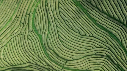 Fototapeten Drohnenluftaufnahme der ältesten Teeplantage Europas auf dem Gorreana Farm Field in Sao Miguel Sland, Azoren, Portugal © CiceroCastro