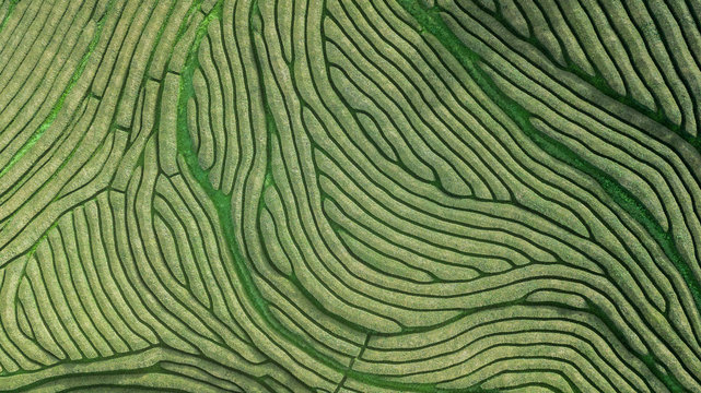 Drone aerial view of the oldest tea plantation in Europe at Gorreana farm field in Sao Miguel sland, Azores, Portugal