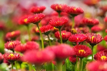 Tausendschön Gänseblümchen rot Bellis perennis klein farbenfroh gelb Blütenblätter beliebt Garten Sommer Frühling Natur Botanik Maßliebchen Rosette
