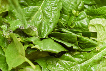 Fresh spinach, organic spinach washed with water, a source of nutrition and vitamins for a healthy...