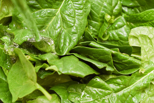 Fresh spinach, organic spinach washed with water, a source of nutrition and vitamins for a healthy diet