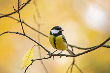 great tit (Parus major) in the autumn entourage. The great tit (Parus major) is a passerine bird in the tit family Paridae.  © ihorhvozdetskiy