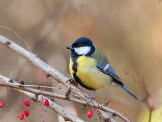  great tit (Parus major) in the autumn entourage. The great tit (Parus major) is a passerine bird in the tit family Paridae. 