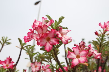 Ma passion les fleurs