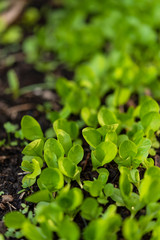 Brotes de lechuga en una huerta orgánica familiar 