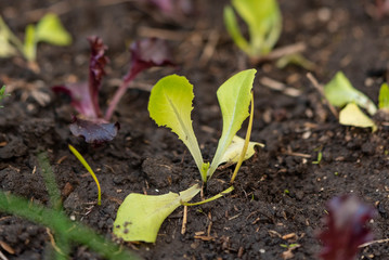 Brote de planta de lechuga en una huerta orgánica   