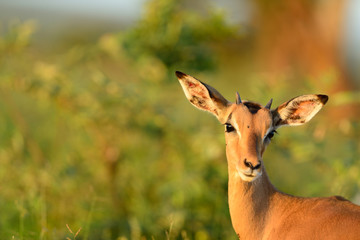 Impala anteleope in the wilderness of Africa