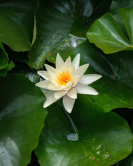 white water lily in pond (saturated) 