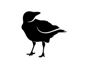 Raven bird logo vector template, Black silhouette of a crow on an isolated background