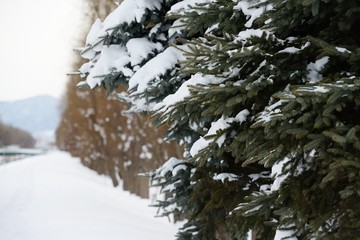 冬の雪を被ったエゾマツ2