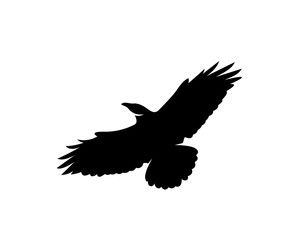Fototapeta na wymiar Raven bird logo vector template, Black silhouette of a crow on an isolated background