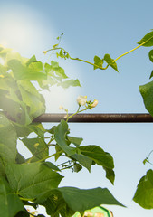 White flowers of the common bean plant Phaseolus coccineus growing in the garden on a trellis...