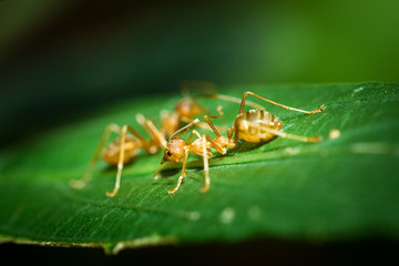 Red ants.