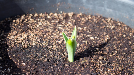 Sprouting allium bulb